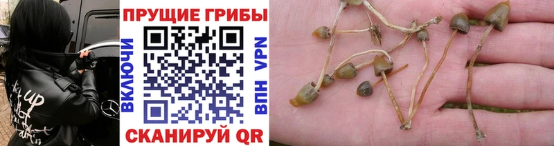 Купить где  Гороховец  Галлюциногенные грибы GOLDEN TEACHER 